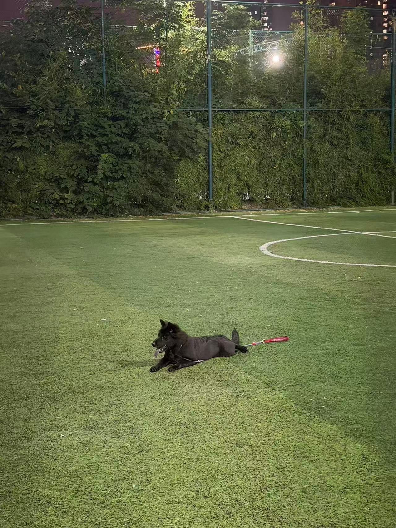 My Dog Waited in the Rain: Why Dogs Wait for Their Owners