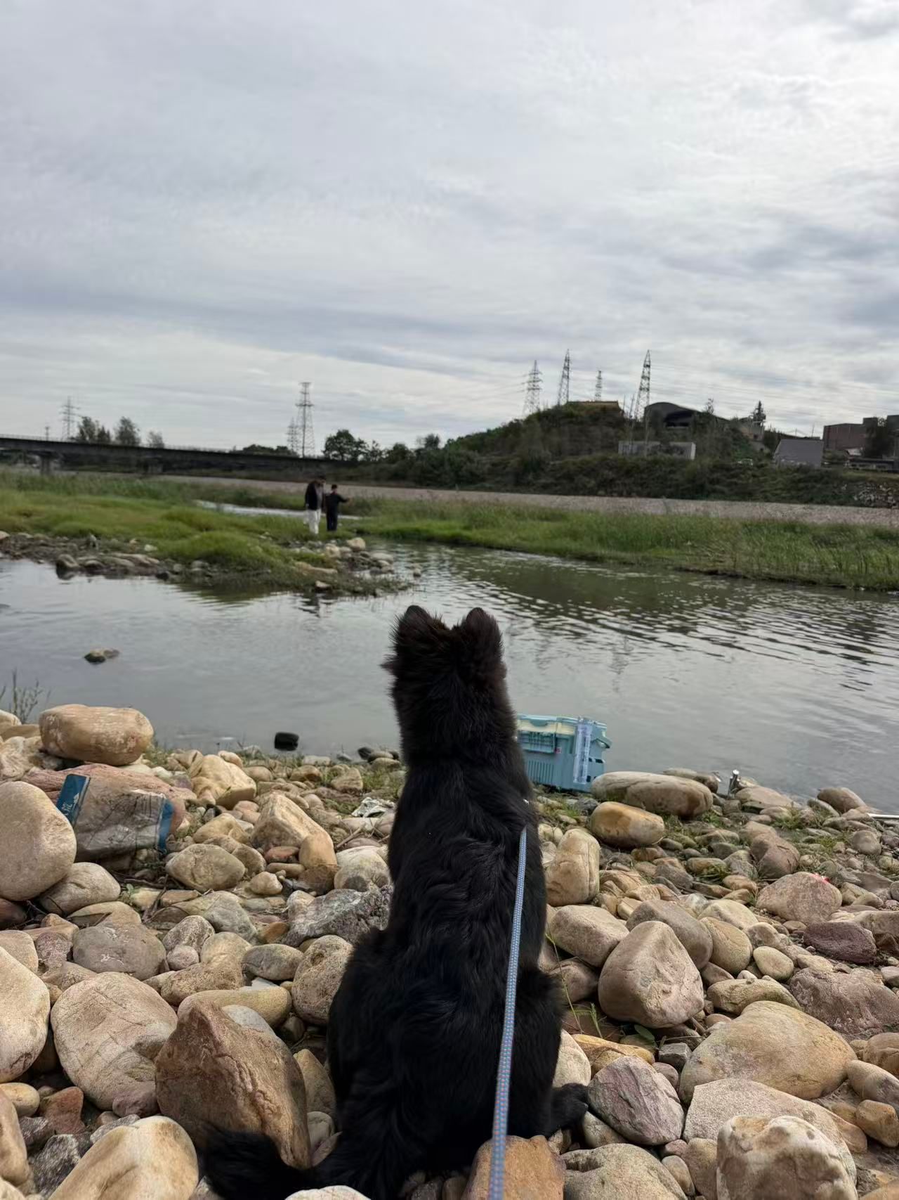 Qiqi, Across the Water: What a Dog Sees From the Other Bank