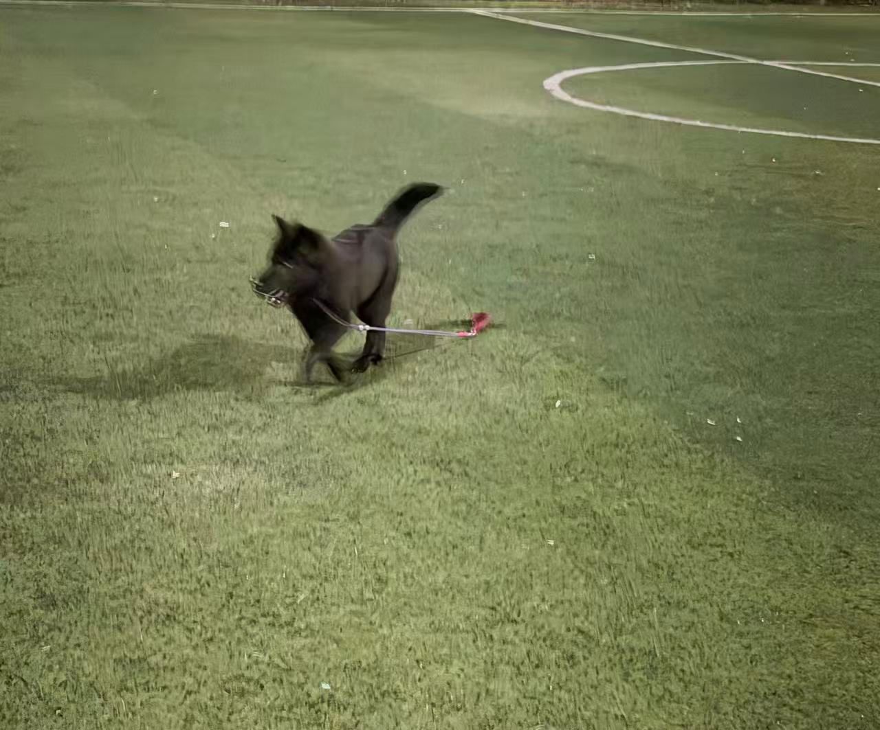 How Fast Can a Dog Run? A Soccer Field Afternoon With Qiqi