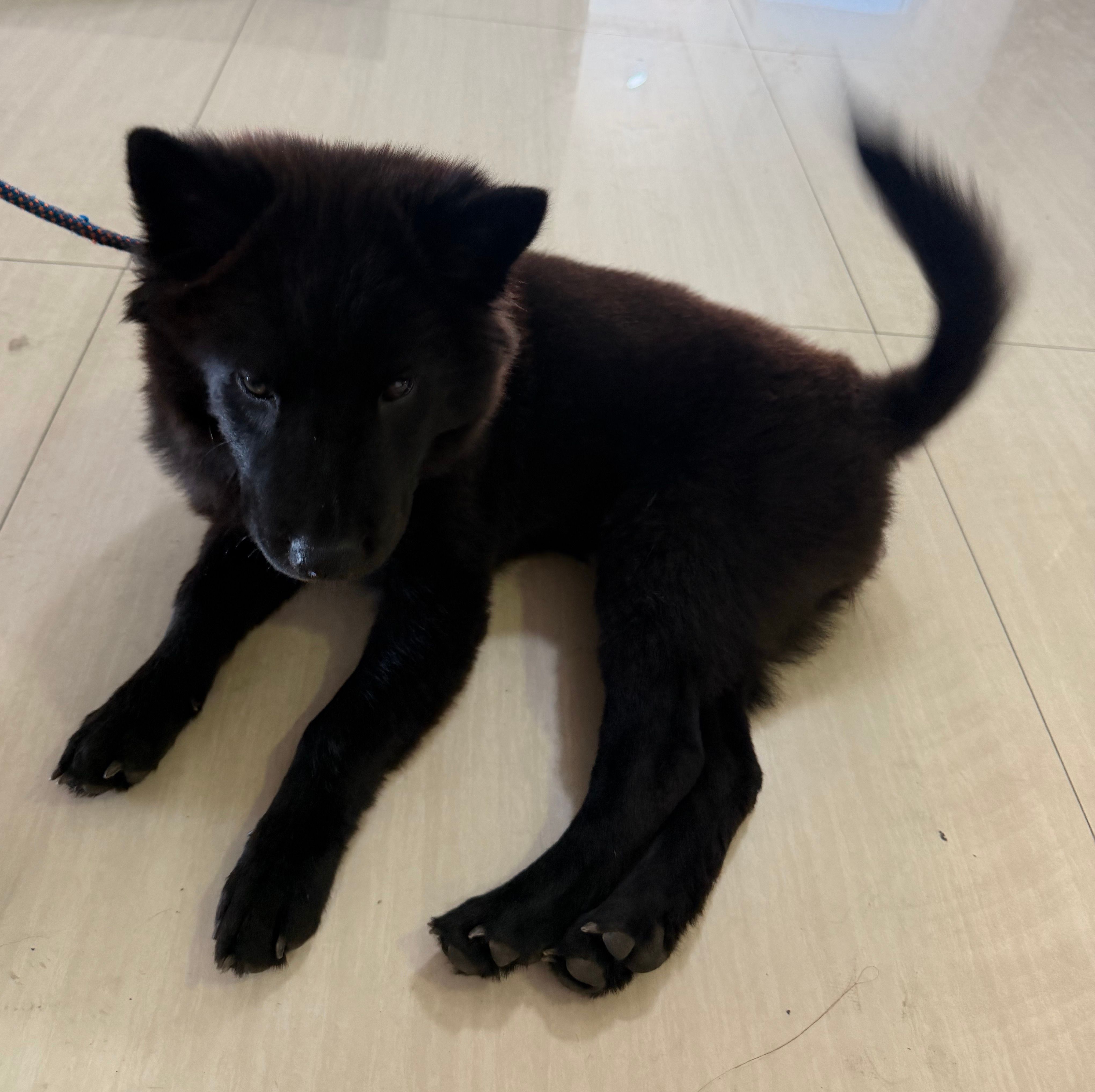 How to Train a Puppy: 5 Essential Skills We Taught Qiqi (Plus Health Tips)
