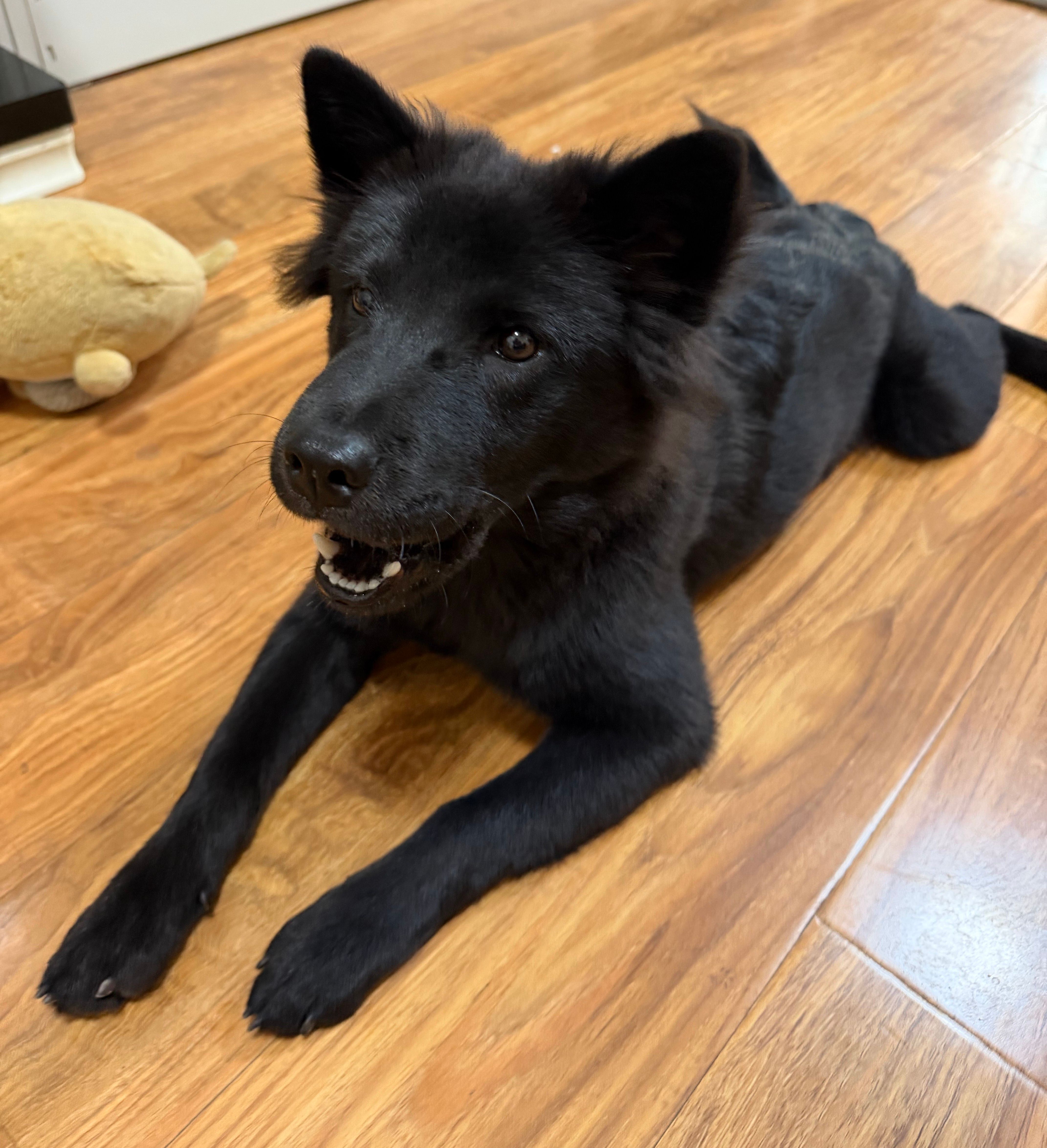 My Dog Peeed in the Office — Now She Asks to Go Out
