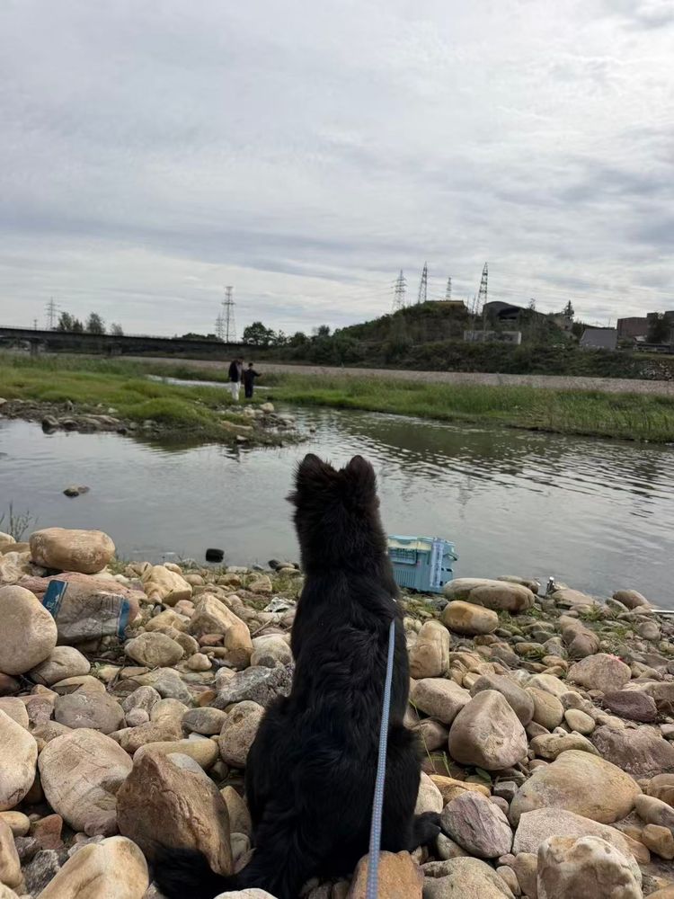 Qiqi, Across the Water: What a Dog Sees From the Other Bank