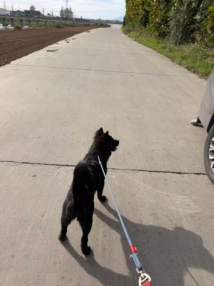 Loose Leash Walking: How to Teach a Dog to Stop Pulling