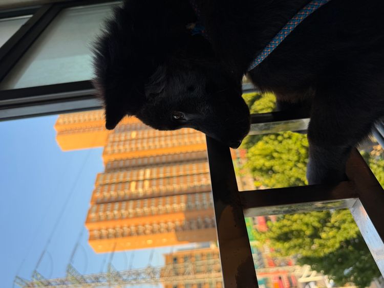 My Dog Goes Crazy When I Come Home: Why, and What Actually Helps
