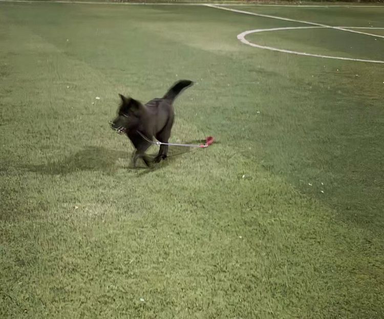 How Fast Can a Dog Run? A Soccer Field Afternoon With Qiqi